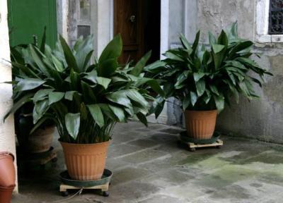 گیاهی که نمی توانید از شرش خلاص شوید! گیاهی که نمی توانید از شرش خلاص شوید!